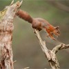 Red squirrel (Sciurus vulgaris) jumping across pine stump, Scotland, November